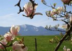 Magnolienblüten mit Blick auf die Hochries