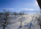 Obstgarten im Winter  Frost und Schnee bringen die Obstbäume in der Wintersonne zum Glitzern   Foto: Alberter, 2004